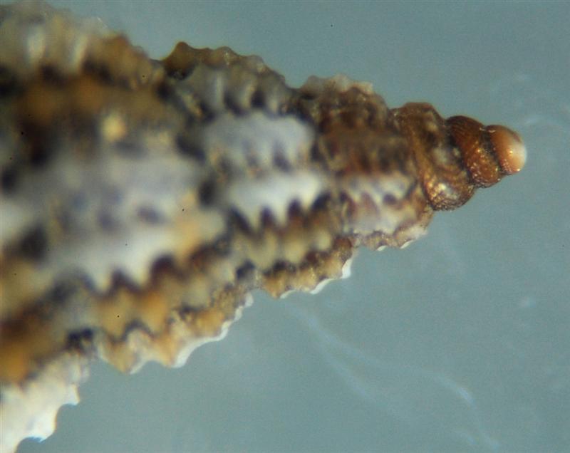 Raphitoma ...?